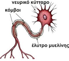 sclerosis